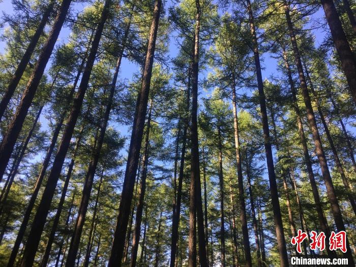 “十三五”期间山西“三北”防护林工程投资逾11亿元