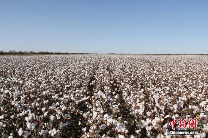 中新时评：新疆棉花纯而白，天下何人在抹黑？