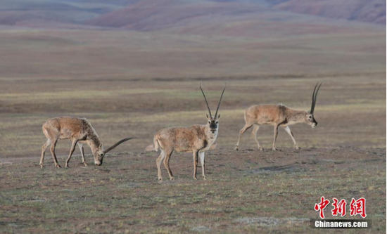 Tibetan antelopes in China no longer 'endangered'