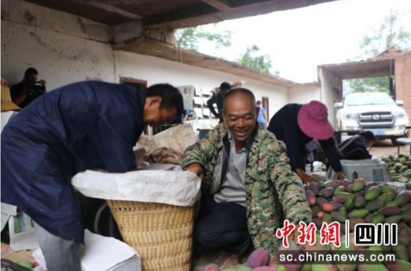 会东县：发展特色产业带动农民致富
