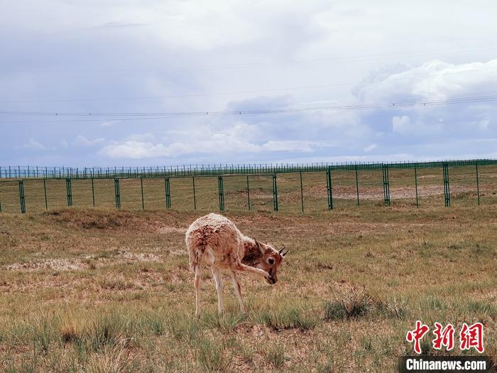 中国最大无人区可可西里连续13年未发生盗猎案件
