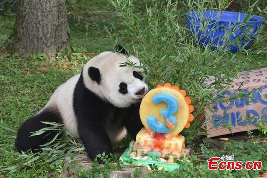 U.S. keen to see pandas back