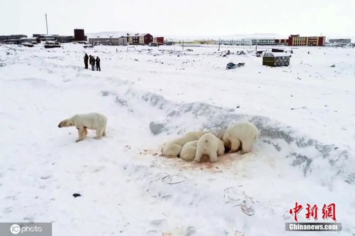 12月9日，全球气候暖化对生态影响加剧，俄罗斯北部楚科奇自治区雷尔凯皮村附近出现60多只北极熊。由于全球变暖导致海面冰层变薄，北极熊不得不闯入人类村落觅食。这些北极熊聚集在雷尔凯皮村附近一平方公里的区域，有成年熊和幼熊，因食物不足都相当消瘦。当地村民不足1000人，由于担心北极熊闯入村庄，村内所有公众活动已经终止，还安排了巡逻人员监控北极熊的动向。