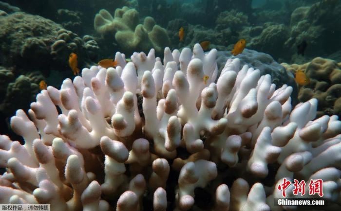4月8日据英国《卫报》报道，五年内大堡礁发生第三次大规模白化事件，澳大利亚科学家表示，这是大堡礁这一海洋奇迹在“呼吁紧急援助”的信号，呼吁人们行动起来应对气候变化。